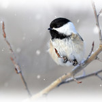 Winter Chickadee