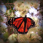 Monarch Dreaming...of a better world..