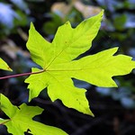 Acer macrophyllum BIG-LEAF MAPLE