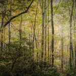 Sunburst Glade in the Faerie Forest