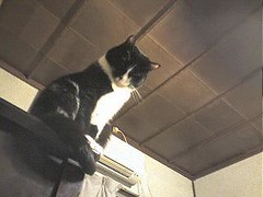 びりの冬毛はいつ抜けるんだろう。。。