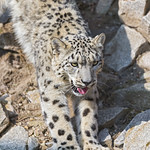 Stretching snow leopard