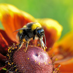 DSC_0030 - In flames