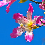 "Gonna Be A Bright, Bright Sunshiny Day . . . "