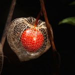 Physalis