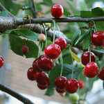 Cherries ripe
