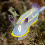 sea slug