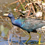 Purple Gallinule