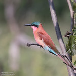 Southern carmine bee-eater - Merops nubicoides