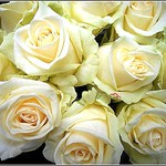 White Creamy Roses ..