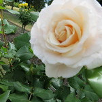 Ballantyne Memorial Rose Garden