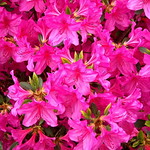 South Korea - Seoul - Azalea