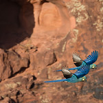 Lear's Macaws