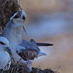 FULMAR / NORTHFORLAND / MARGATE / KENT / U.K