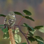 Gray Flycatcher