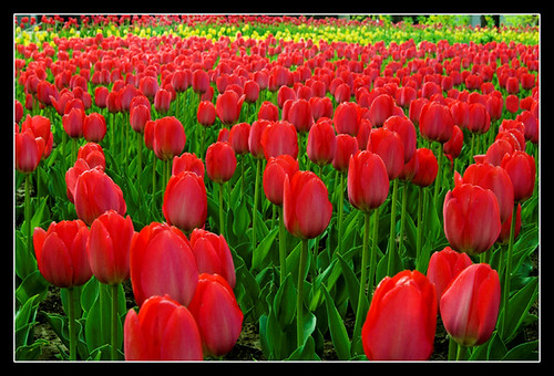 The sea of tulips