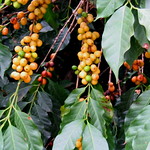 Coffee Plant