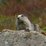 Hoary Marmot