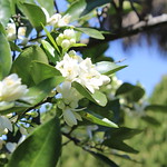 Orange-Blossoms-2014-2
