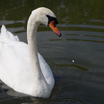 Swan