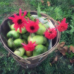 End of the Growing Season