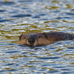 Leave it to Whom? 8392