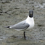 Sabine's Gull 2