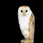 Coruja-das-torres, Barn Owl (Tyto alba)