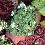 Starting to really bloom now