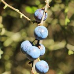 Prunus spinosa (sloe)