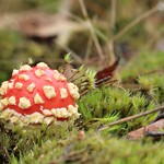 fly agaric coming out of the ground