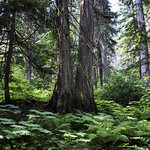 Giant Cedars Boardwalk