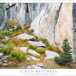 Autumn Ferns, Tree, and Gully