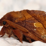 The flying pigs have landed