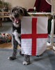 Slobbery England Supporter Flies the Flag