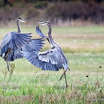Heron Dance