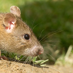 Brown Rat - Rattus norvegicus