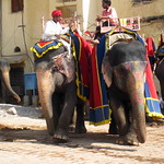 Amber Fort elephants - Jaipur