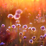 Summertime, sunset time!