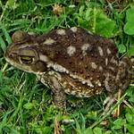 Solace. Rhinella arenarum, Small-nosed Uruguayan Toad, Pocitos, Montevideo, Uruguay