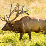 Rocky Mountain elk
