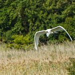 Egret in Flight