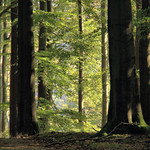 Buchen - beeches oder/or I II III I