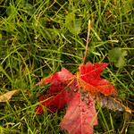 One Red Leaf