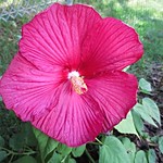 Hibiscus Luna Red
