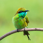 green bee-eater (Merops orientalis)