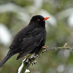 Blackbird (Turdus merula)