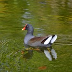 Common Moorhen (Gallinula chloropus)