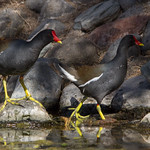 Common Moorhen (Gallinula chloropus)-0457