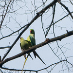 Mating Indian Ring Neck Parakeets